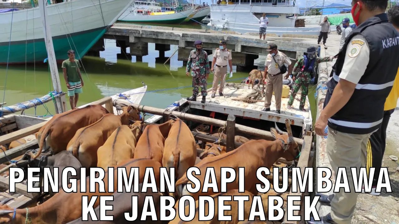 
                                 Proses-Pengiriman-Sapi-Sumbawa-Menuju-Jabodetabek